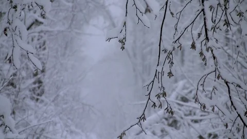 Snow-covered forest Stock Footage 83843859