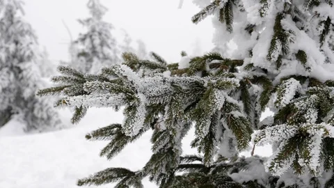 Snow covered forest 스톡 동영상 86116435