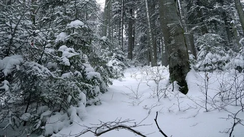 Snow-covered forest Video stock 102968843