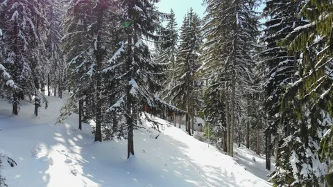 Snow Covered Forest Stock Footage 103384012
