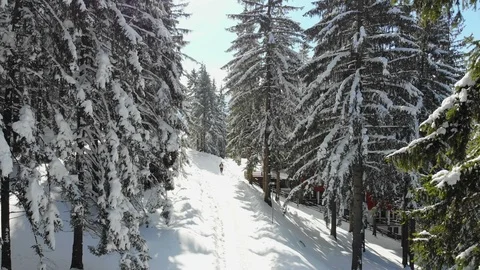 Snow Covered Forest Stock Footage 103389421