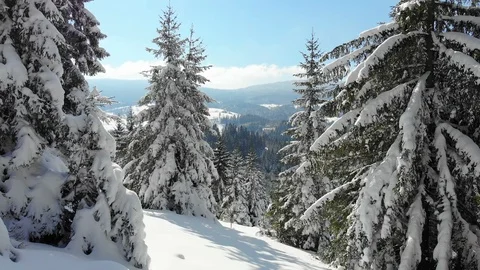 Snow Covered Forest Stock Footage 103394753