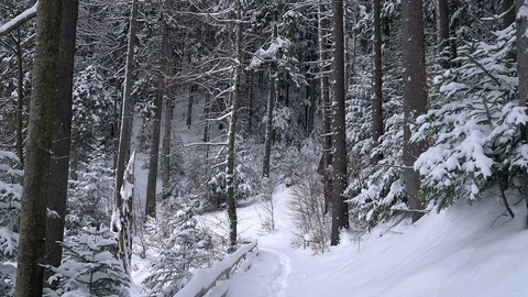 Snow-covered forest Stock Footage 103472290