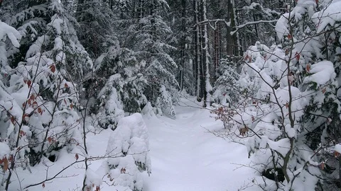 Snow-covered forest Stock Footage 105815383