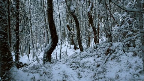 Snow covered forest Stock Footage 113527614