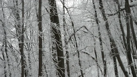 Snow-covered forest Stock Footage 147500629