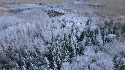 Snow covered forest Stock Footage 153216044