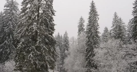 Snow-covered forest Stock Footage 306166515