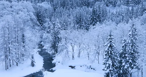 Snow-Covered Forest Video stock 332324620
