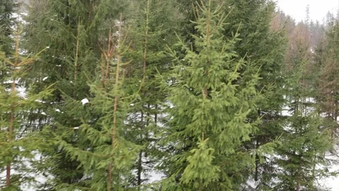 Snow covered forest hillside with mixed evergreen trees Stock Footage 327093694