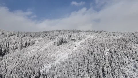 Snow-covered forest landscape with dynamic camera movement showcasing serene Stock Footage 322522767