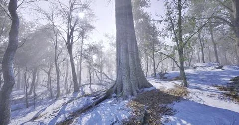 Snow covered forest landscape with large tree under sunlight in winter Stock Illustration