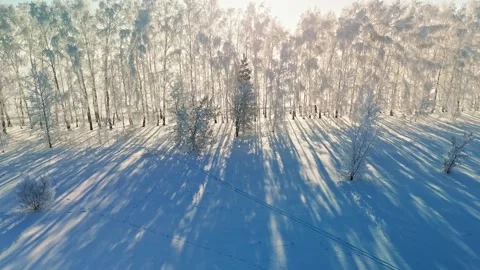 Snow-covered forest landscape with long shadows during winter afternoon 스톡 동영상 303801933