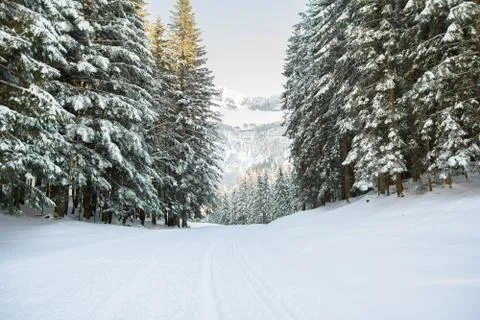 Snow covered forest landscape Stock Photos