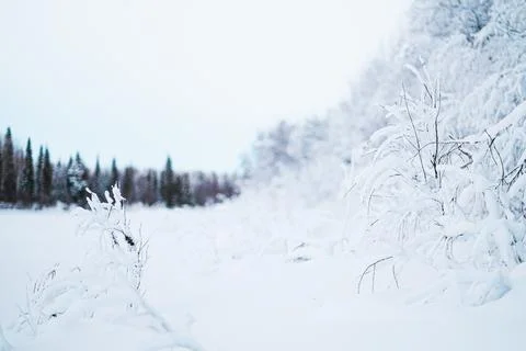 Snow Covered Forest Landscape Stock Photos
