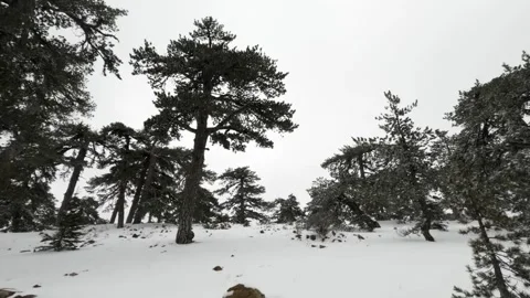 Snow-covered forest landscape in winter with tall trees and rocky terrain Stock Footage 301595455