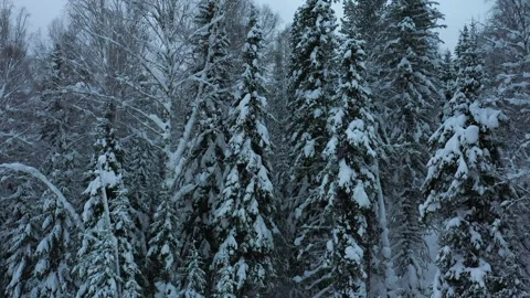 Snow-covered forest landscape in winter revealing tall pine trees at dusk Stock Footage 312866288
