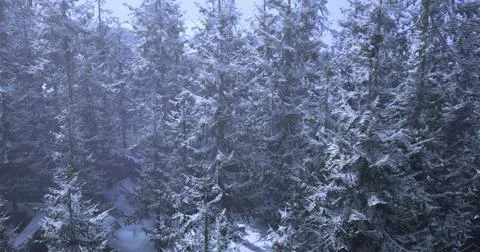 Snow covered forest landscape in winter showcasing towering pine trees Stock-Illustration