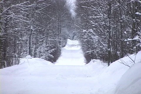 Snow-covered Forest Lane Vídeo Stock 265322
