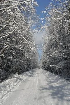 The snow-covered forest lined up on both sides of the winter road and forms an Foto stock