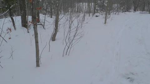 Snow covered forest with many trees 02 Видео 100880080
