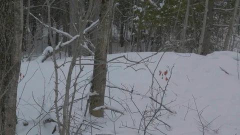 Snow covered forest with many trees 03 스톡 동영상 100880397