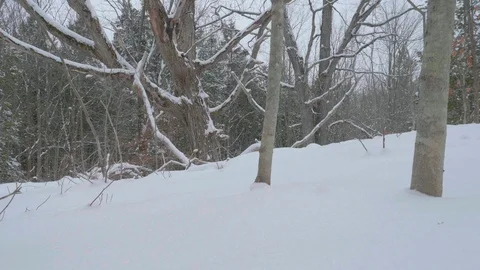 Snow covered forest with many trees 04 Stock Footage 100880446