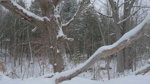 Snow covered forest with many trees 05 Video stock 100880656