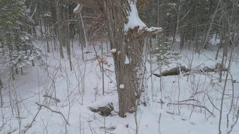 Snow covered forest with many trees 06 Stock Footage 100880759