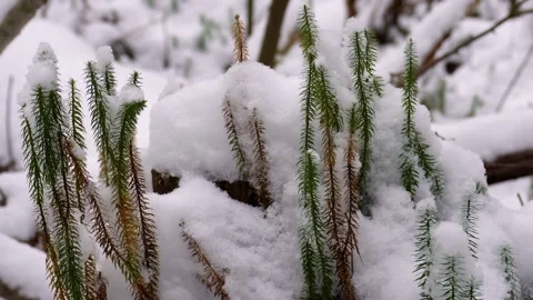Snow Covered Forest Moss Close Up Stock Footage 325669361