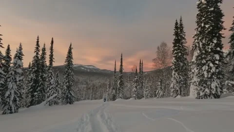 Snow covered forest in the mountains Vidéo 169041783