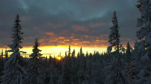Snow covered forest in northern Sweden at sunset. Stock Footage