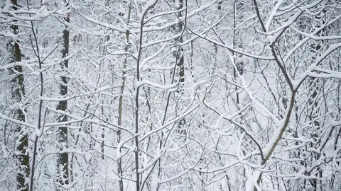 Snow covered forest or park in winter Stock Footage 70723561