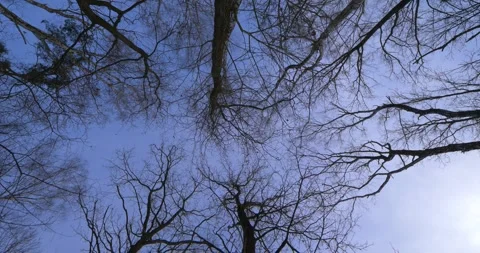 Snow-covered forest over ponds with a beautiful blue sky Vidéo 326342002