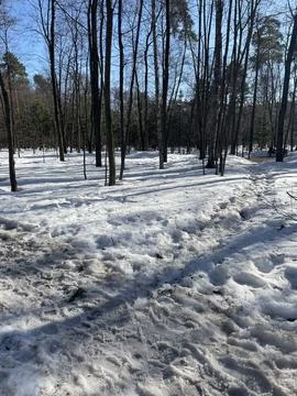 Snow-covered forest path with bare trees on a clear winter day, suitable as.. Stock Photos