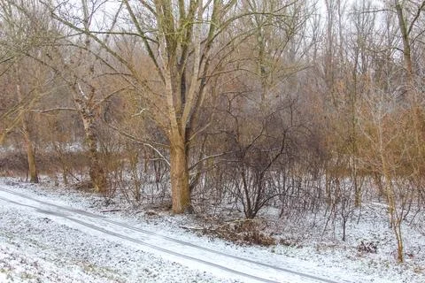 Snow-covered forest path creates a serene winter landscape experience Stock Photos