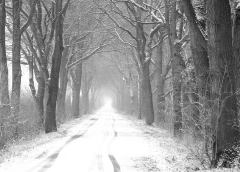 Snow Covered Forest Path Creating a Serene and Romantic Winter Scene Stock Photos