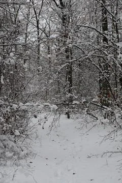 Snow covered forest path during winter season Stock Photos