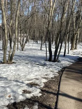 Snow-covered forest path in early spring with bare trees and patches of mel.. Stock Photos