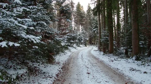 Snow-covered forest path Video stock 325888423