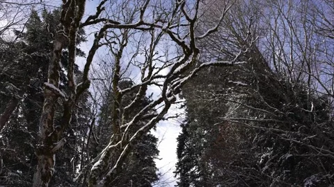 : Snow-covered forest path framed by trees in winter Stock Footage 310230083