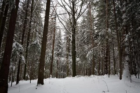 Snow-covered forest path leads through tall trees in a tranquil winter Foto stock