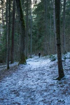 Snow Covered Forest Path with Lone Figure in Temperate Woodland Stock Photos
