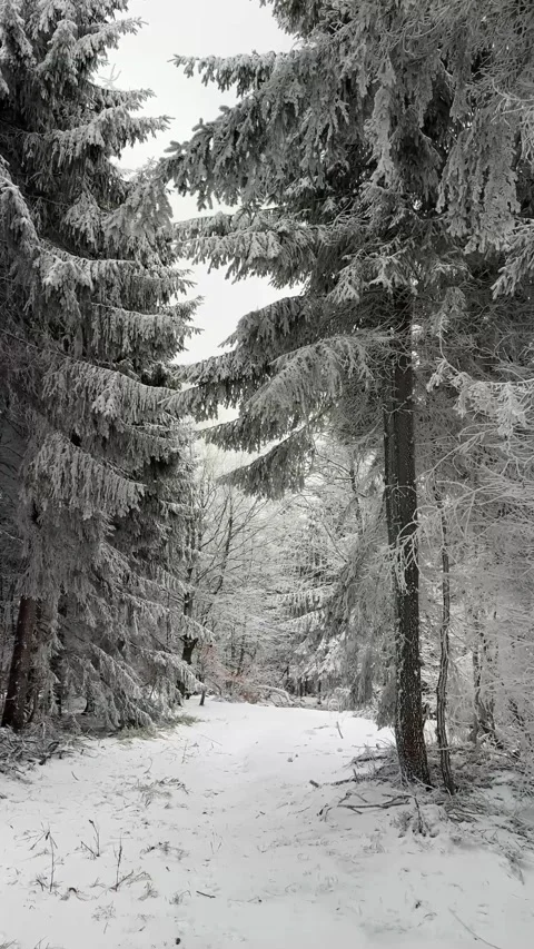 Snow-covered forest path reveals serene winter landscape, camera pans through Stock Footage 322522815