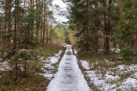 Snow Covered Forest Path Surrounded by Evergreen and Deciduous Trees Stock Photos