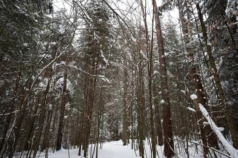 Snow-covered forest path surrounded by tall trees in winter. Tranquil setting 스톡 사진