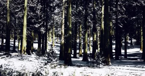 Snow covered forest path with tall trees during winter season Stock-Illustration