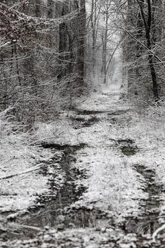 Snow-Covered Forest Path Through Bare Winter Trees With Misty Quiet Atmospher Stock Photos