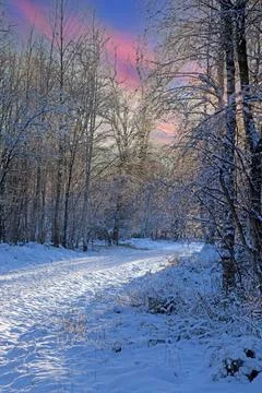 Snow-covered forest path with vibrant sky, creating a dramatic and serene w.. Stock-Fotos
