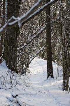 Snow-covered forest path winding through dense winter woodland. Stock Photos